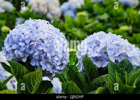 Hydrangeas, very beautiful and vibrant flowers Stock Photo