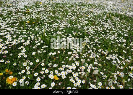 Masses of daisies are growing in this meadow. With a few dandelions Stock Photo