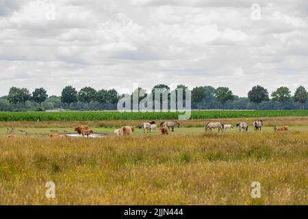Nature reserve the Eexterveld between Eext and Anderen in the Dutch province of Drenthe with herd of Konik horses, Equus caballus var. konik Stock Photo