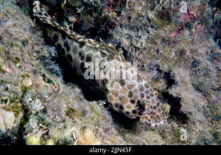 Longfin grouper (Epinephelus quoyanus) from Hook Island, Great Barrier Reef. Stock Photo