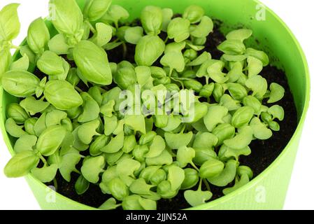 Young leaves of green basil in a plastic pot. Growing plants at home. Close up. Stock Photo
