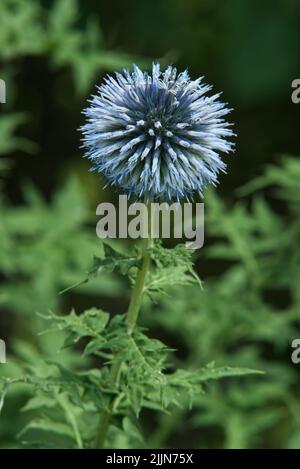 Echinops bannaticus, closeup of blue blooming ornamental flowering plant of family Asteraceae. Also known as the blue globe-thistle. Stock Photo