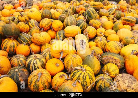 Defocus a lot of yellow and green pumpkin at outdoor farmers market. Colorful stripe and spot varieties of pumpkins and squashes. October. Halloween a Stock Photo