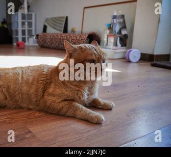 A closeup shot of a brown cat lying on the floor Stock Photo