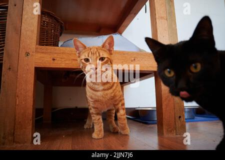 A beautiful shot of red tabby and black shorthair cats walking on the floor under the table inside the house Stock Photo