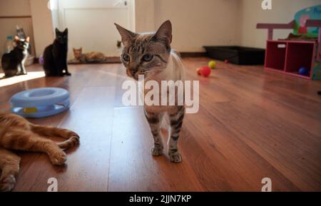 A closeup of a cute cat with blue eyes standing on the wooden floor with other cats in the background. Stock Photo