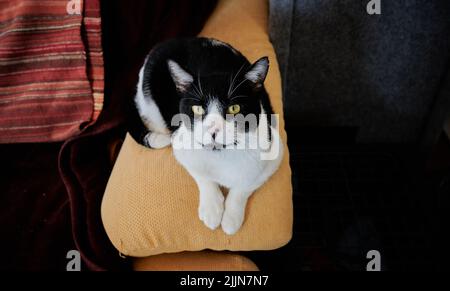 A closeup of the cute bicolor cat resting on the pillow. Stock Photo