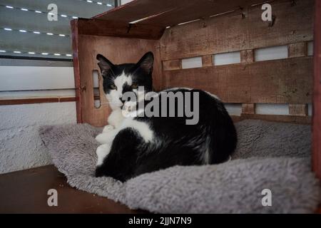 A beautiful shot of a shorthair black and white cat laying on the cat bed inside the house Stock Photo