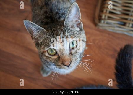 A close-up shot of a beautiful shorthair tabby cat standing on the wooden floor inside the house and looking up during daytime Stock Photo