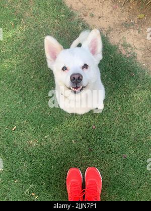 Portrait of a dog sitting on the grass looking up at its owner Stock Photo
