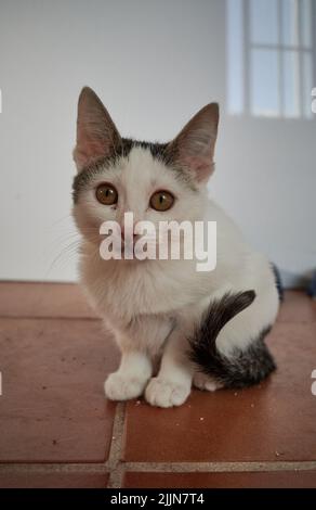 A close-up shot of a shorthair brown and white kitten sitting on the floor inside the house with blurred white background during daytime Stock Photo