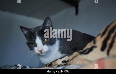 A beautiful shot of a sleepy shorthair kitten laying on a blanket with blurred background Stock Photo