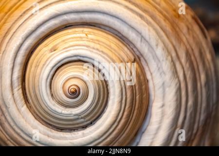 A closeup shot of a big seashell spiral background Stock Photo