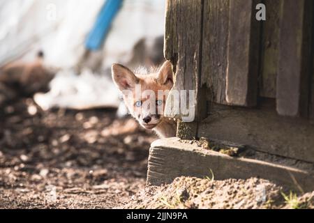 A close-up shot of a Kit fox staring at the camera Stock Photo