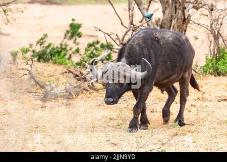 Lone buffalo bull with oxpecker on his side Kruger NP South Africa Stock Photo