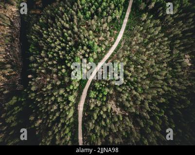 A bird's eye view of a road in the middle of a green forest full of tall trees Stock Photo