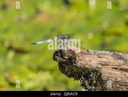 A blue dasher dragonfly landing on a dead tree branch above a duckweed covered pond in the swamp. Stock Photo