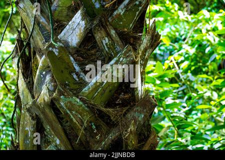 A closeup of a trunk of  palm tree in Waimea Valley, Oahu Hawaii Stock Photo