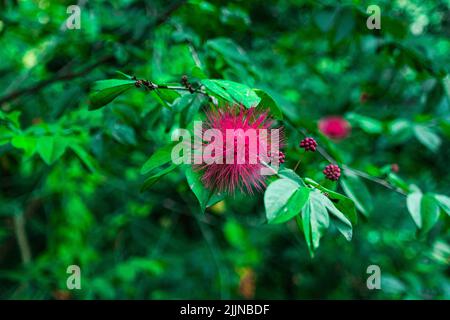 A selective focus shot of a pink powder puff flower on a tree captured in Waimea Valley, Oahu, Hawaii Stock Photo