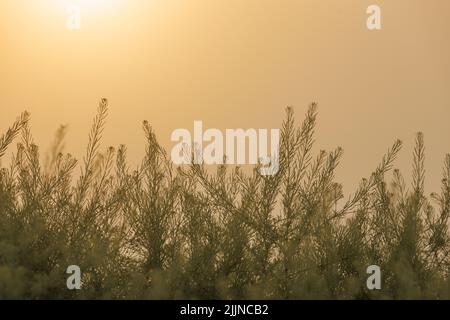 rising sun on clear golden gradient sky wtih green grass in blurry foreground Stock Photo