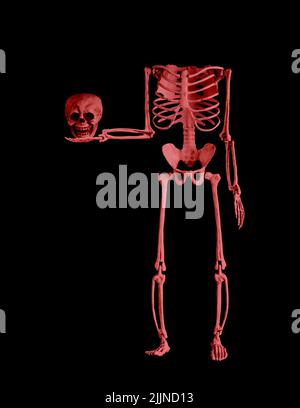 Pink human skeleton holding skull in hands on black background. Zombie. Halloween party, horror, fright, nightmare concept. High quality photo Stock Photo