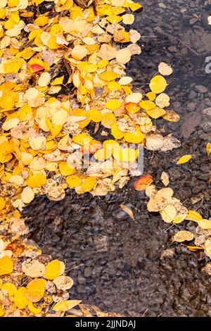 Golden Quaking Aspen Leaves in Small Creek on Last Dollar Road Near Ridgeway, Colorado, USA Stock Photo