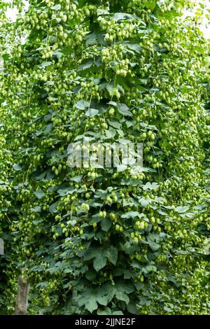 Typical hop plantation for beer production in Leon, northern Spain. Stock Photo