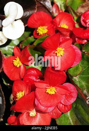 Begonia in spring blooms with very delicate flowers. Semperflorence Super Olympia White. Stock Photo