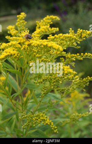 A bee flying towards a yellow Solidago flower. These plants have escaped from gardens and are now wildflowers in the Netherlands Stock Photo