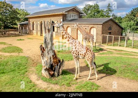 A closeup shot of a brown giraffe in the zoo in London, UK Stock Photo