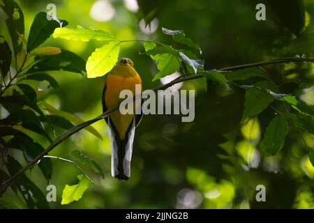 Seen perched on a vine with in the forest showing its front side, Orange-breasted Trogon, Harpactes oreskios, Kaeng Krachan National Park, Thailand. Stock Photo