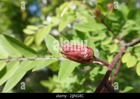 Acacia blooming in spring is flowers, leaves and needles. Stock Photo