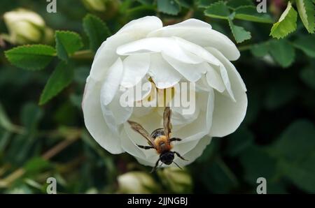 Roses of different varieties and species close-up Stock Photo