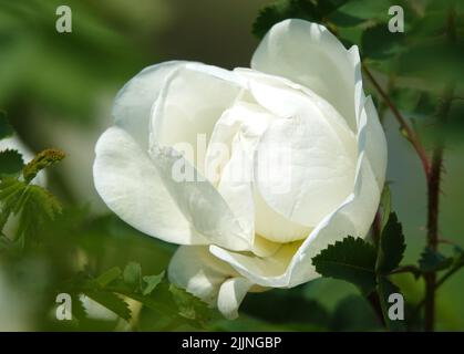 Roses of different varieties and species close-up Stock Photo