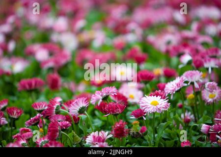 A low angle shot of light and dark pink Common daisy flowers in the field Stock Photo