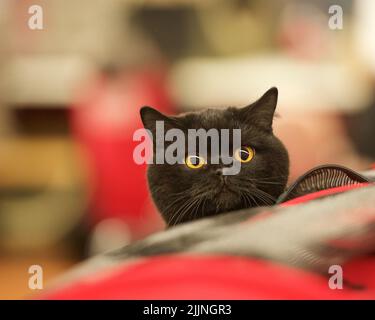 Close-up of a black Bombay kitten's face Stock Photo