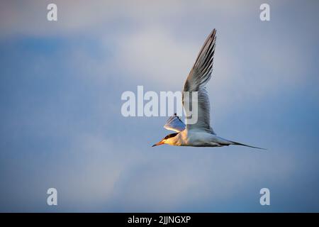 Tern in flight in a pretty cloudy sky in warm light.  Photographed at Eagle Lake in Lassen County, California, USA. Stock Photo