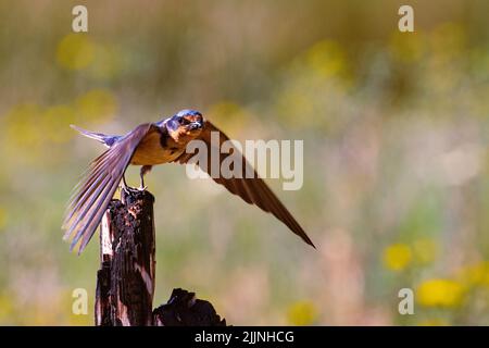 Barn swallow with an insect for its young lifting off a post in Plumas County, California, USA with a blurred background of wildflowers. Stock Photo