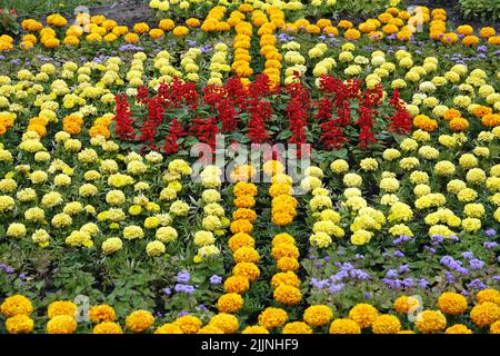 Flowerbed with different colors creating a variety of palettes Stock Photo