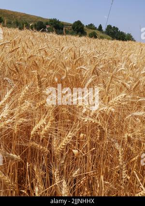 A vertical shot of a field of wheat Stock Photo