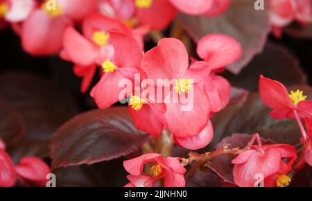 Begonia in spring blooms with very delicate white and pink flowers. Semperflorence Super Olympia White macro shot close-up on a summer sunny day Stock Photo