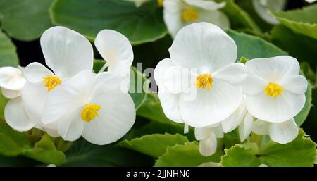 Begonia in spring blooms with very delicate white and pink flowers. Semperflorence Super Olympia White macro shot close-up on a summer sunny day Stock Photo