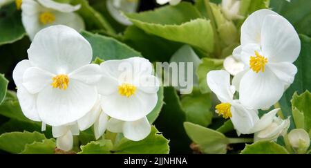 Begonia in spring blooms with very delicate white and pink flowers. Semperflorence Super Olympia White macro shot close-up on a summer sunny day Stock Photo