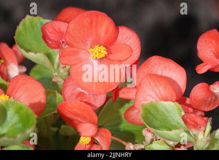 Begonia in spring blooms with very delicate white and pink flowers. Semperflorence Super Olympia White macro shot close-up on a summer sunny day Stock Photo