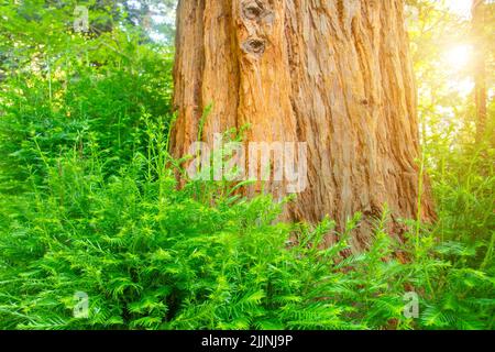 Sunlight shines through the branches of the sequoia and at the base of the roots there are many green young growths Stock Photo