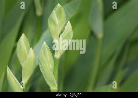 Unblown flowers in spring green buds Stock Photo