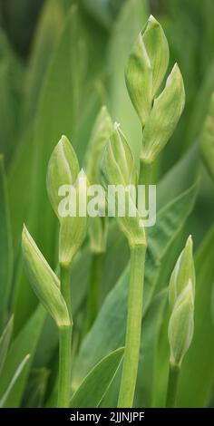 Unblown flowers in spring green buds Stock Photo