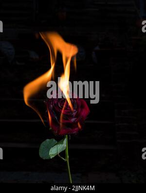 A vertical closeup shot of the burning red rose on the black background Stock Photo