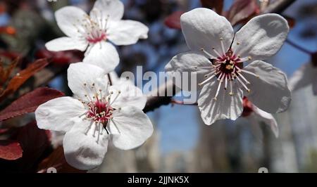 Apple tree blossoms in spring, strewn all its branches with white flowers shot close-up, summer day in nature Stock Photo