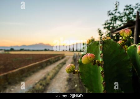 A closeup of the Opuntia ficus-indica, the Indian fig opuntia, fig opuntia, or prickly pear. Stock Photo